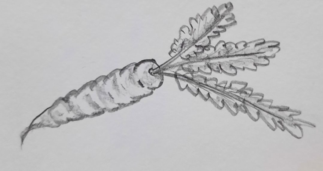 Pencil drawing of a carrot with its leafy top still attached.