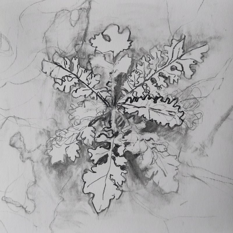 Loose charcoal drawing of weeds