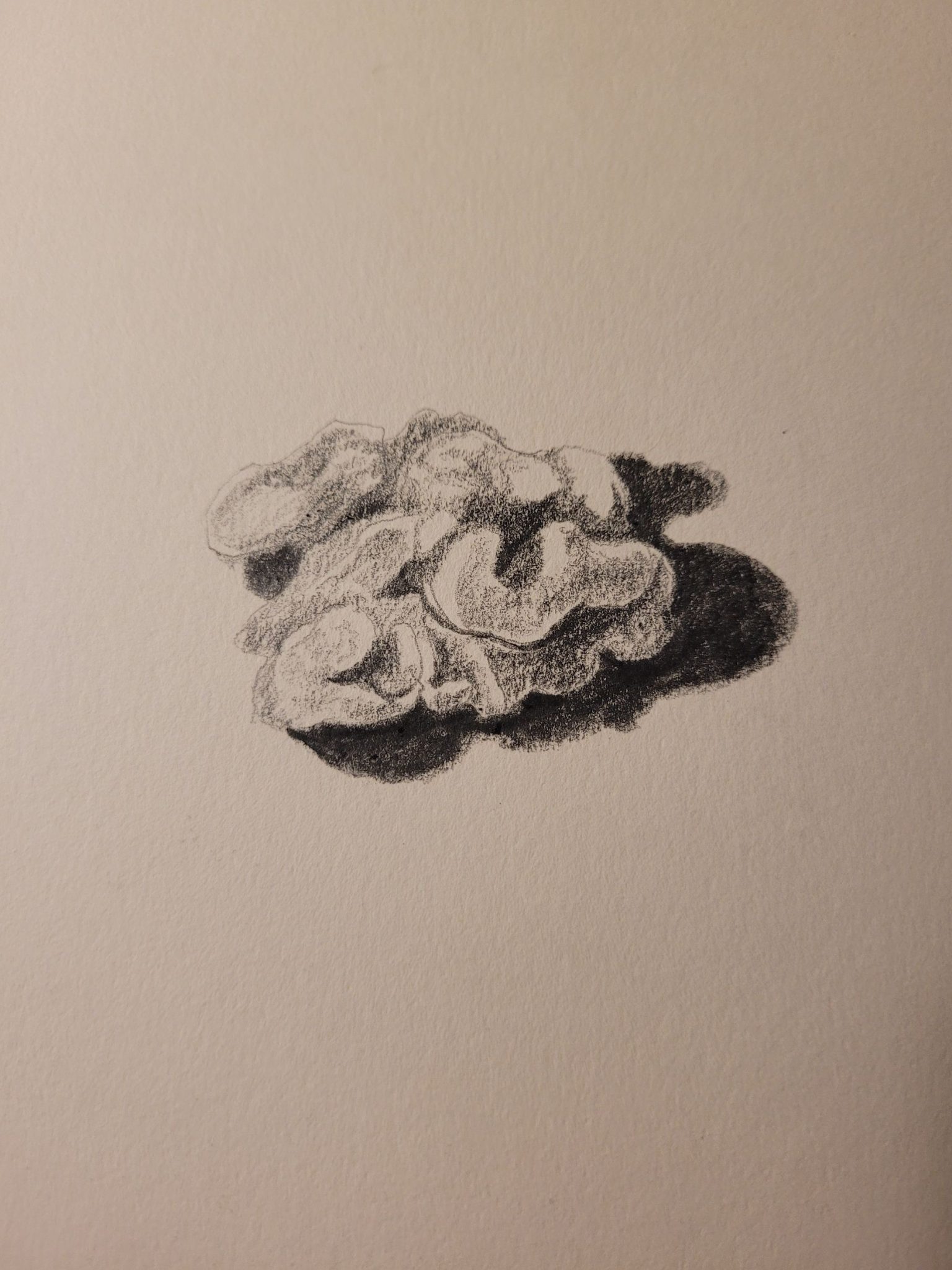A small pencil drawing of a walnut