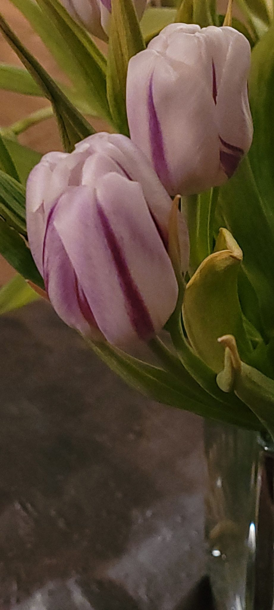 Tulips