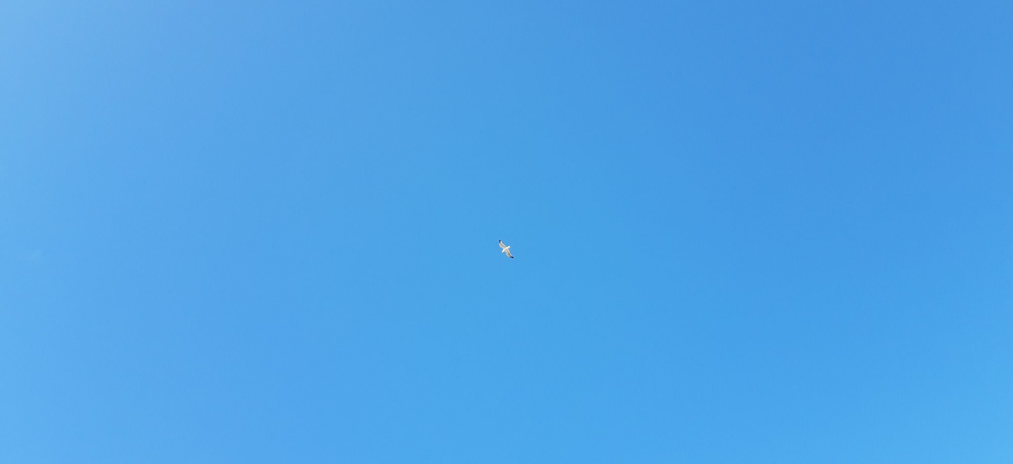 Blue sky and seagull