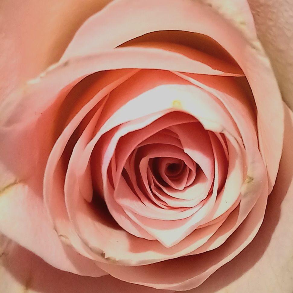 Photograph, macro close up of a Rose