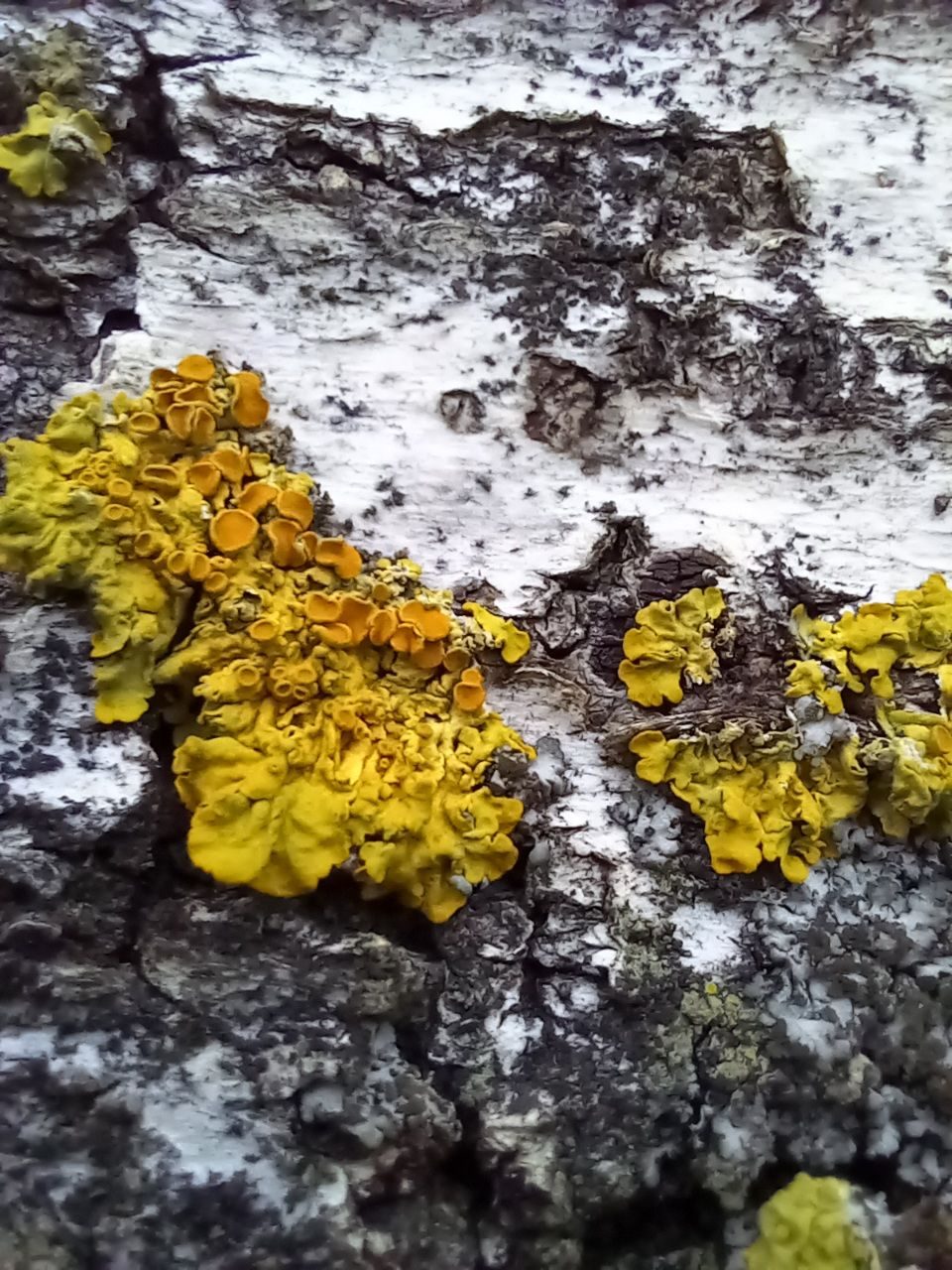 Photograph, birch tree bark, lichens