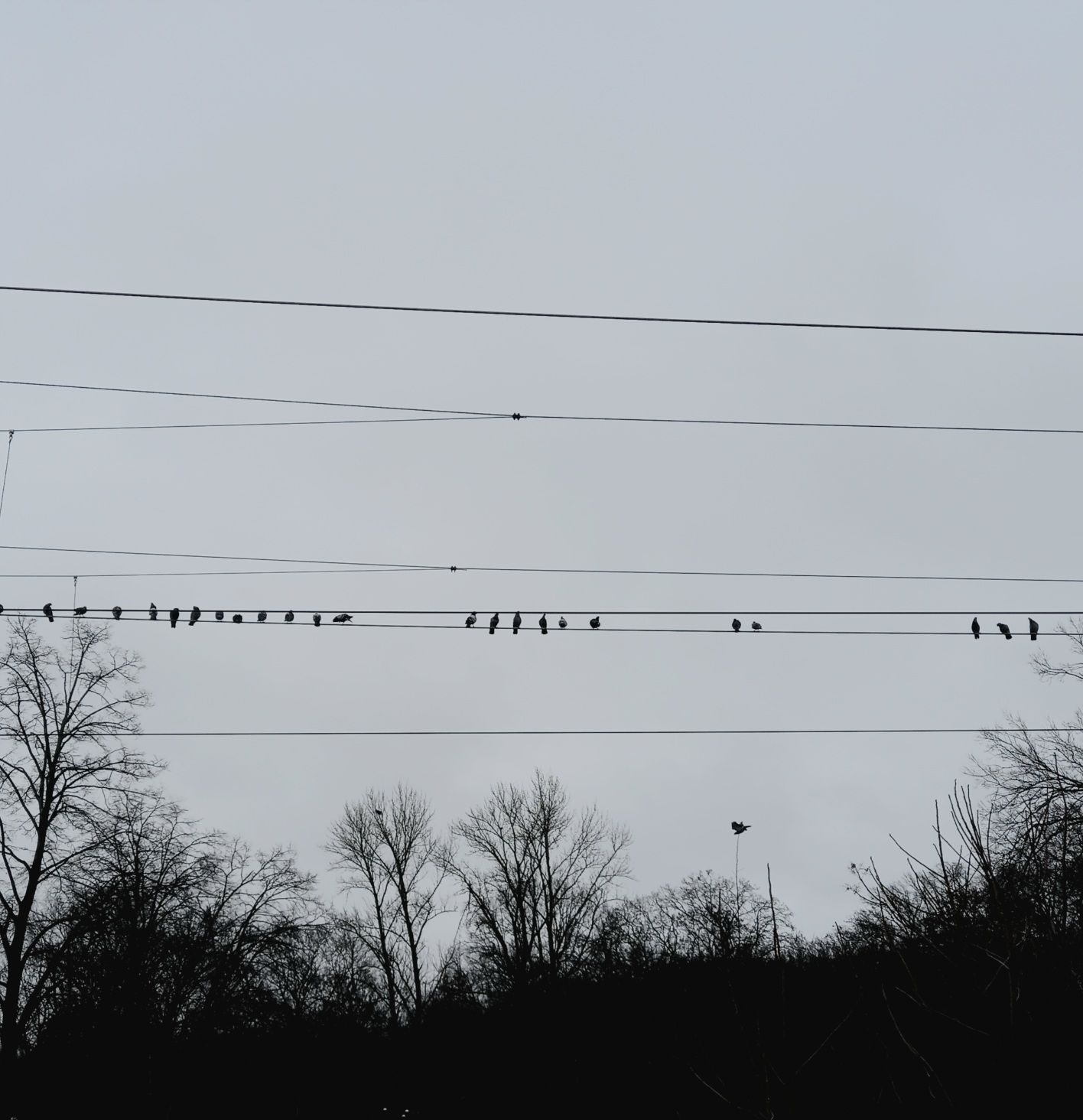 Photograph of a row of pidgins sitting on an electric wire