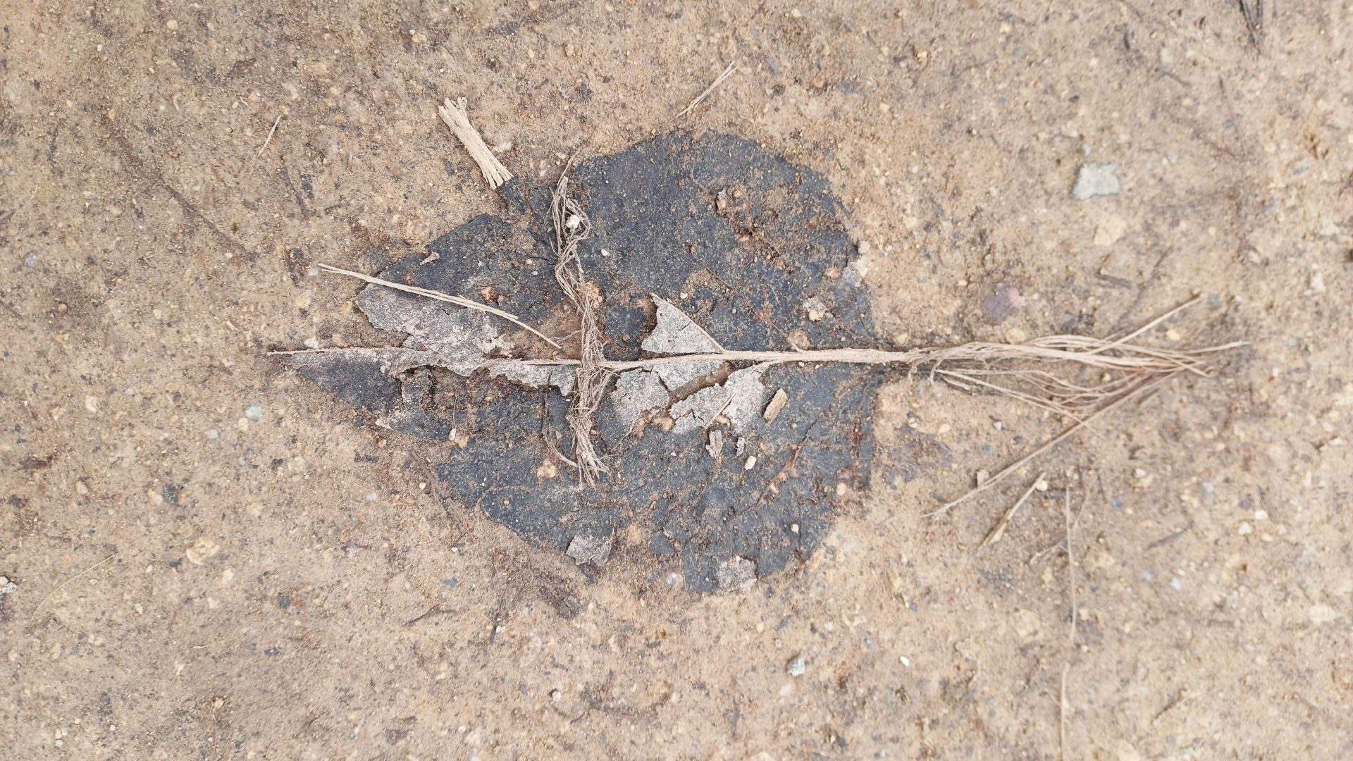 Delicate leaf remains trodden in the mud has some poetry.