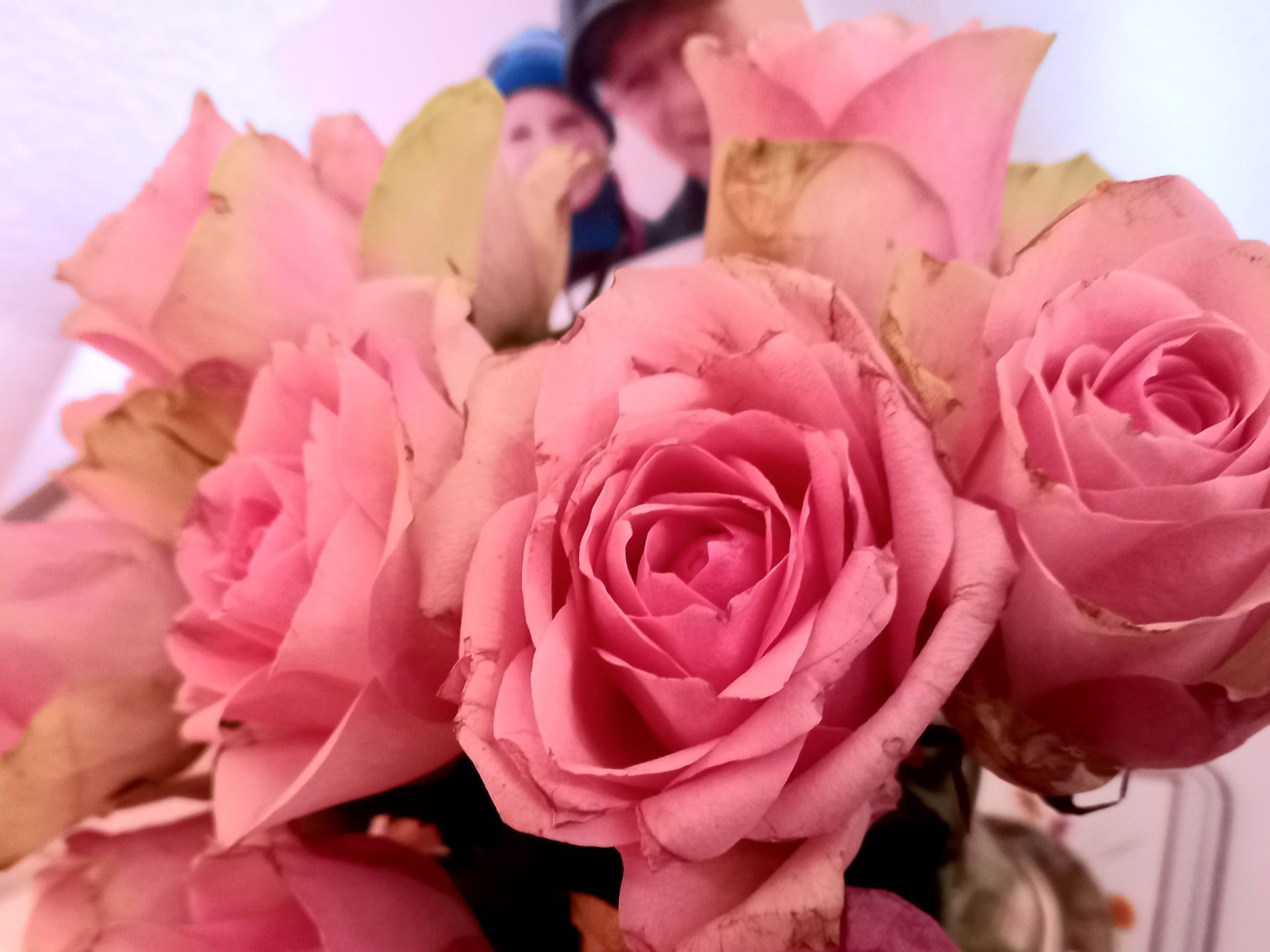 photograph of a bunch of pink roses with a small portrait in the background