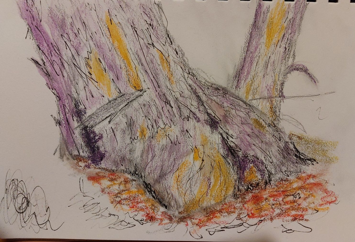 Drawing of the base of a big tree