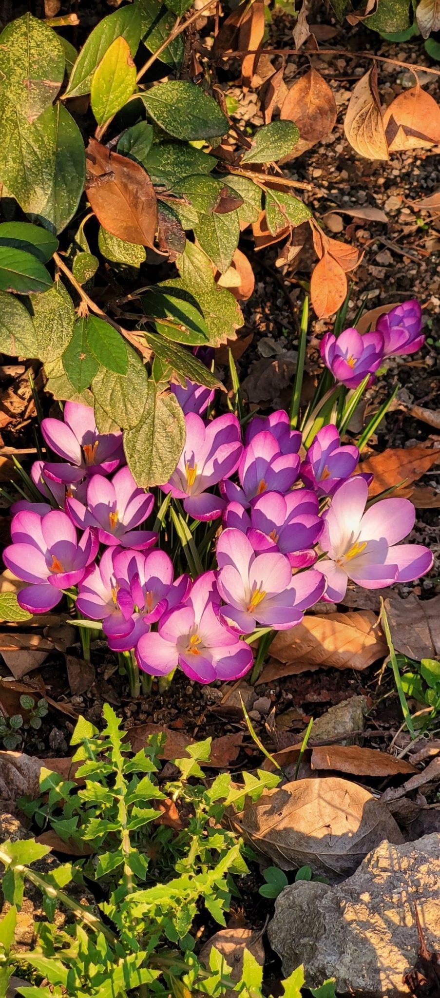 Crocus flowers
