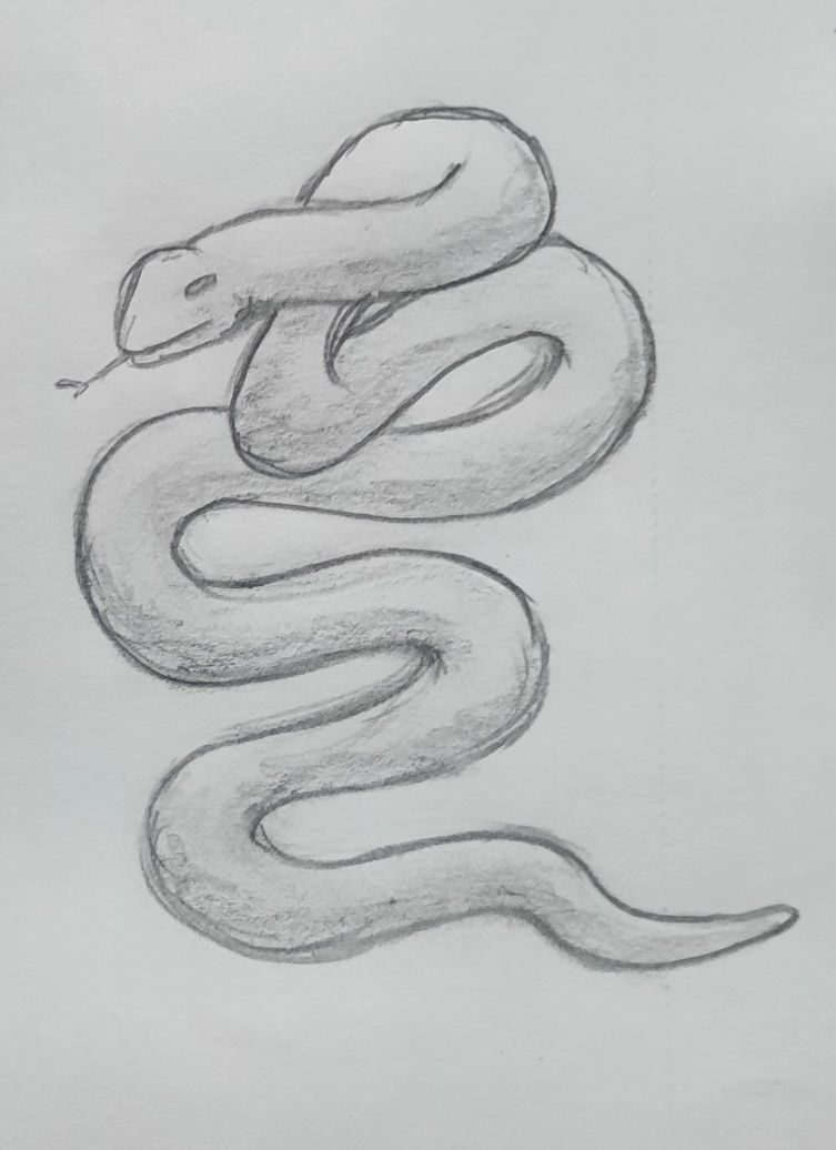 Pencil drawing of a snake twisted and coiled.
