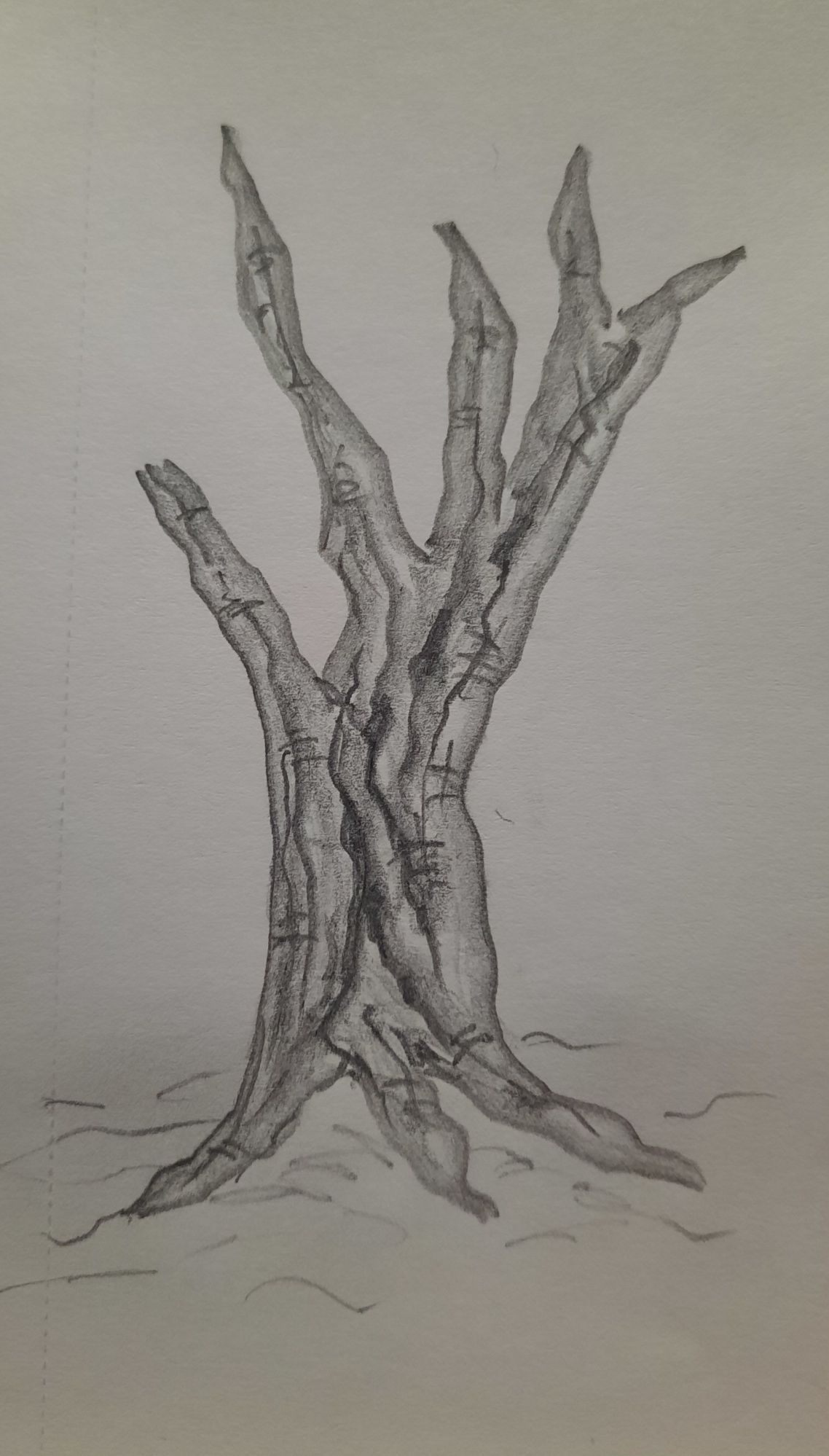 Pencil drawing of a broken, dead trunk of a tree.