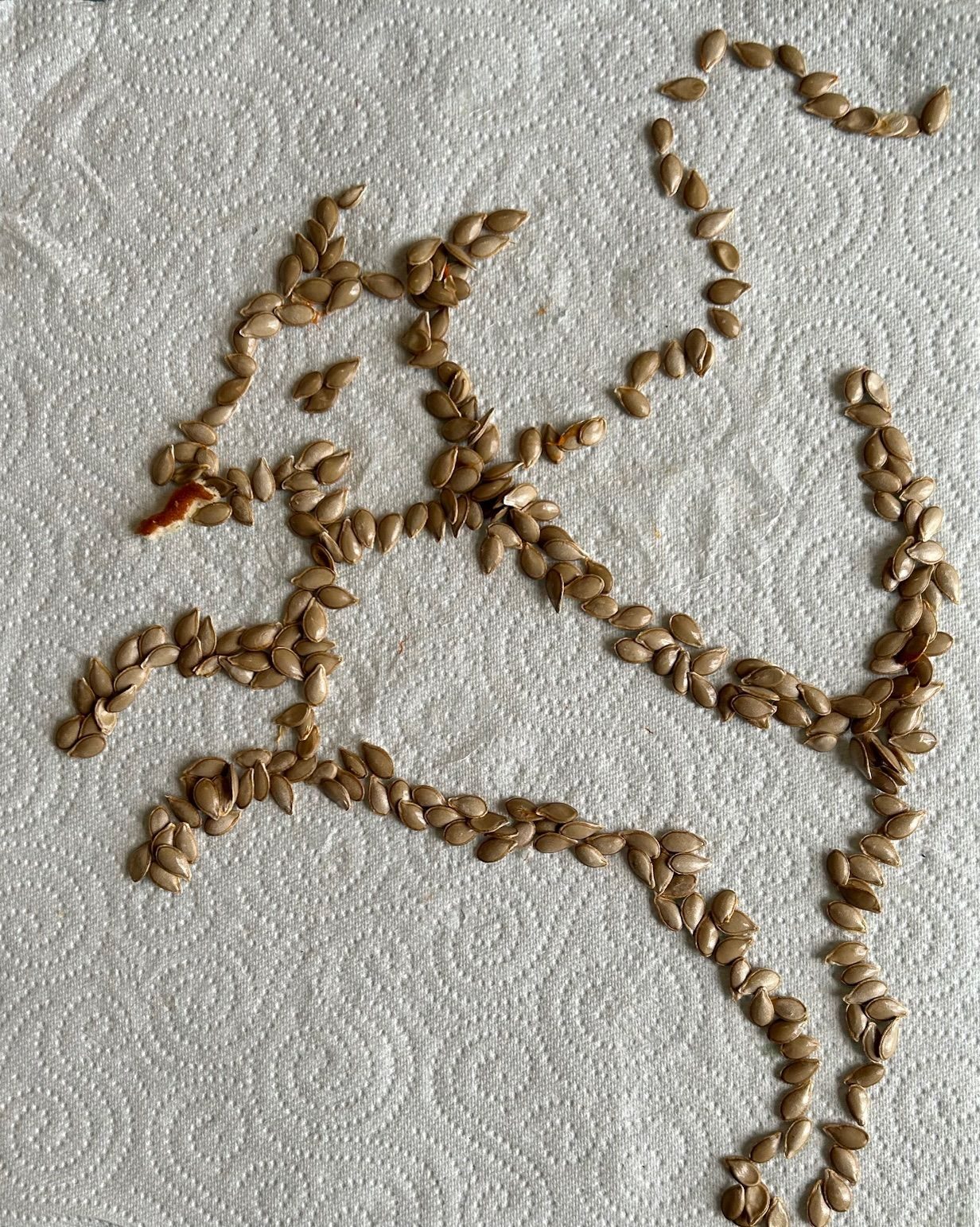 Dog made from seeds jumping for joy -off the leash (lead)