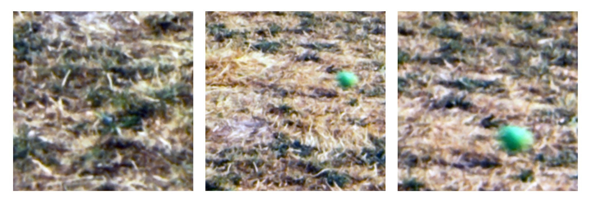 Three photographs displayed as a triptych against white background. The three images are pictures rephotographed from an old 35mm slide of the grass of a campsite. In the second and third images a bright green ball is visible on the grass.