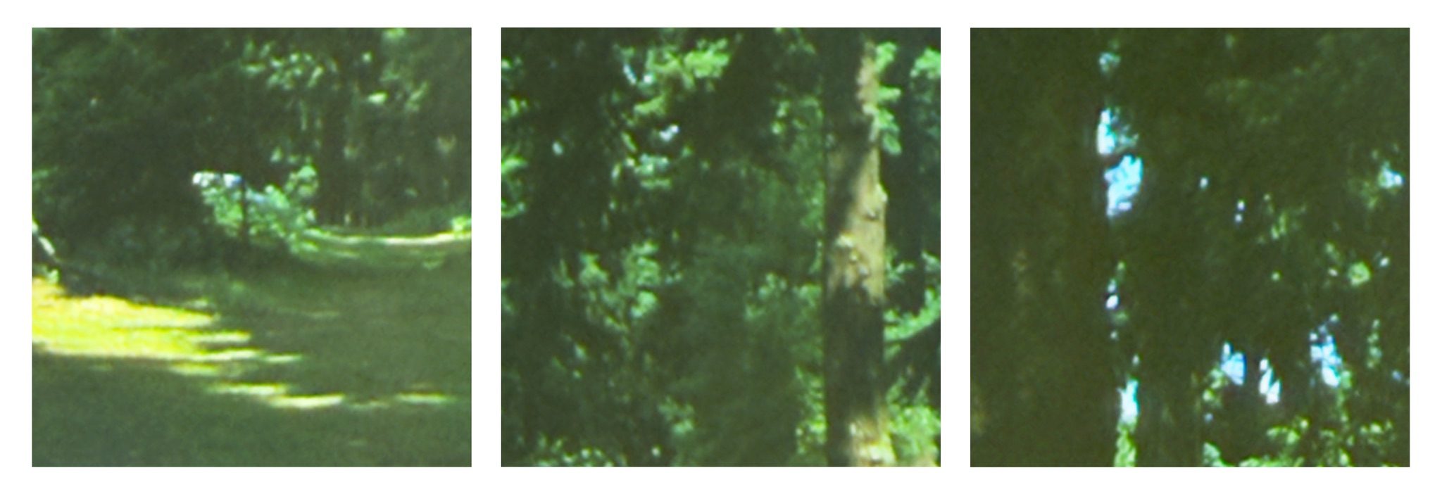 Three photographs displayed as a triptych against white background. The pictures are rephotographed sections of old 35mm slides depicting views of the New Forest. The first picture shows a wide green path leading into the forest. The second and third pictures are of trees.