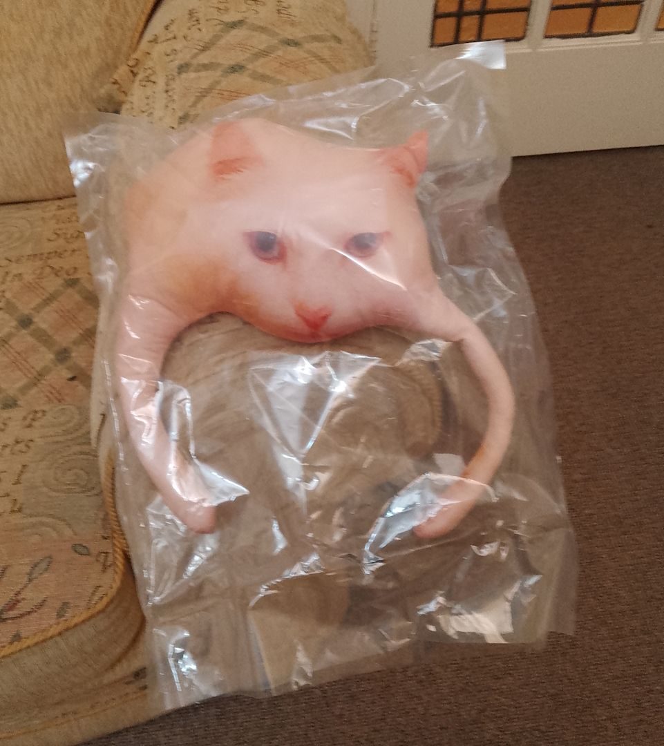 A photograph of a cat-shaped cushion in a plastic bag, on the arm of a sofa. The cushion has a pinkish photograph of a white cat printed on it, at life-size, but only of the cat's face, chest and front paws. The cat's long front legs look like they are holding on to the arm of the sofa. The cat is looking at the photographer with a baleful expression. The photo-cushion was a Christmas present for my son's girlfriend, who loves the real cat.