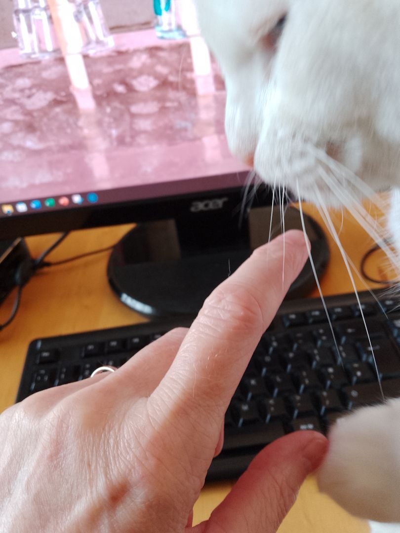 A close-up photograph of a woman's left hand in the bottom left corner, and a white cat's face in the top right corner. The cat's paw is touching the woman's thumb. In the background is a computer monitor displaying a photograph of an artwork made from resin and metal scraps.