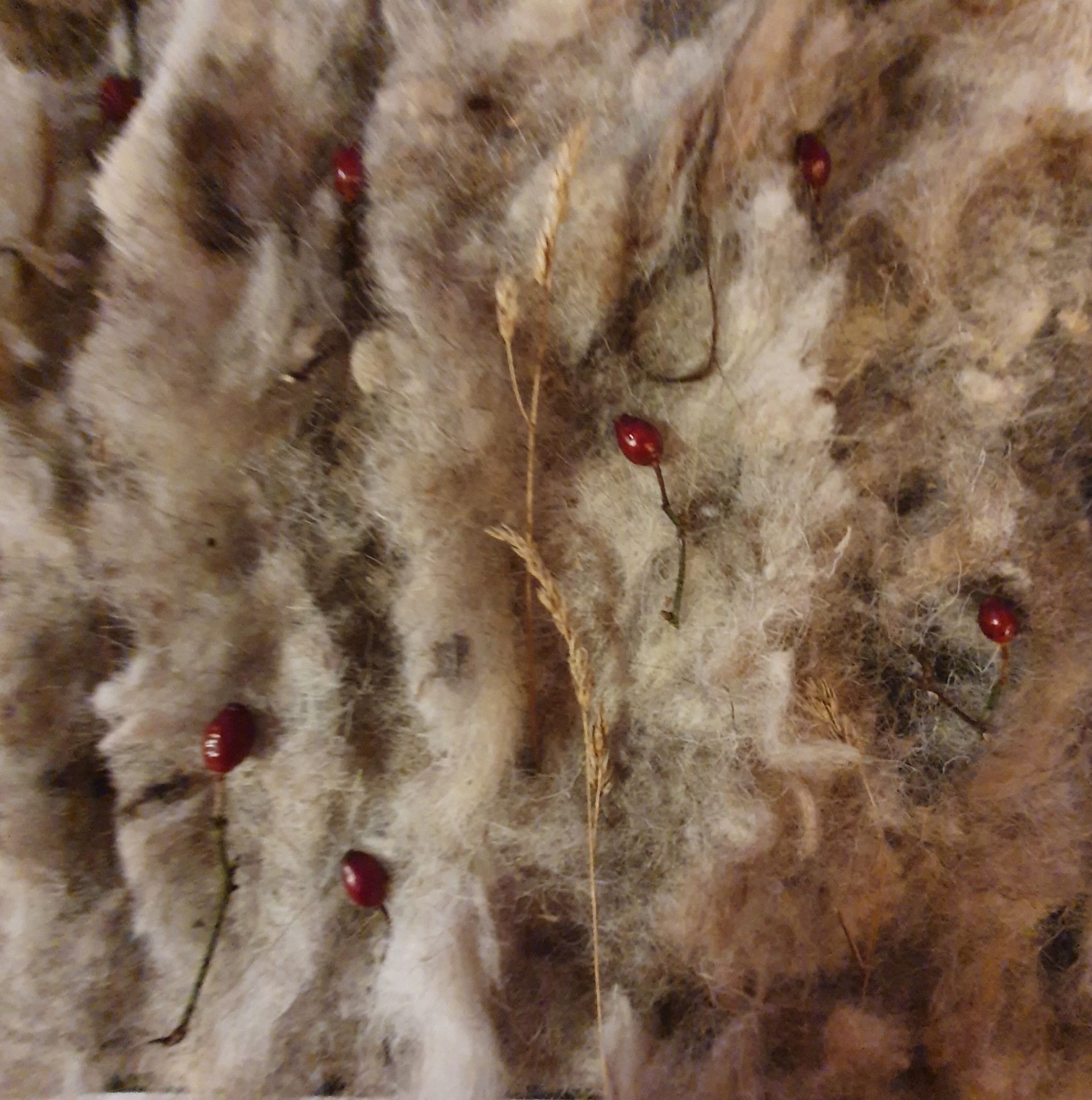 Layers of sheep wool, rose hips and straws
