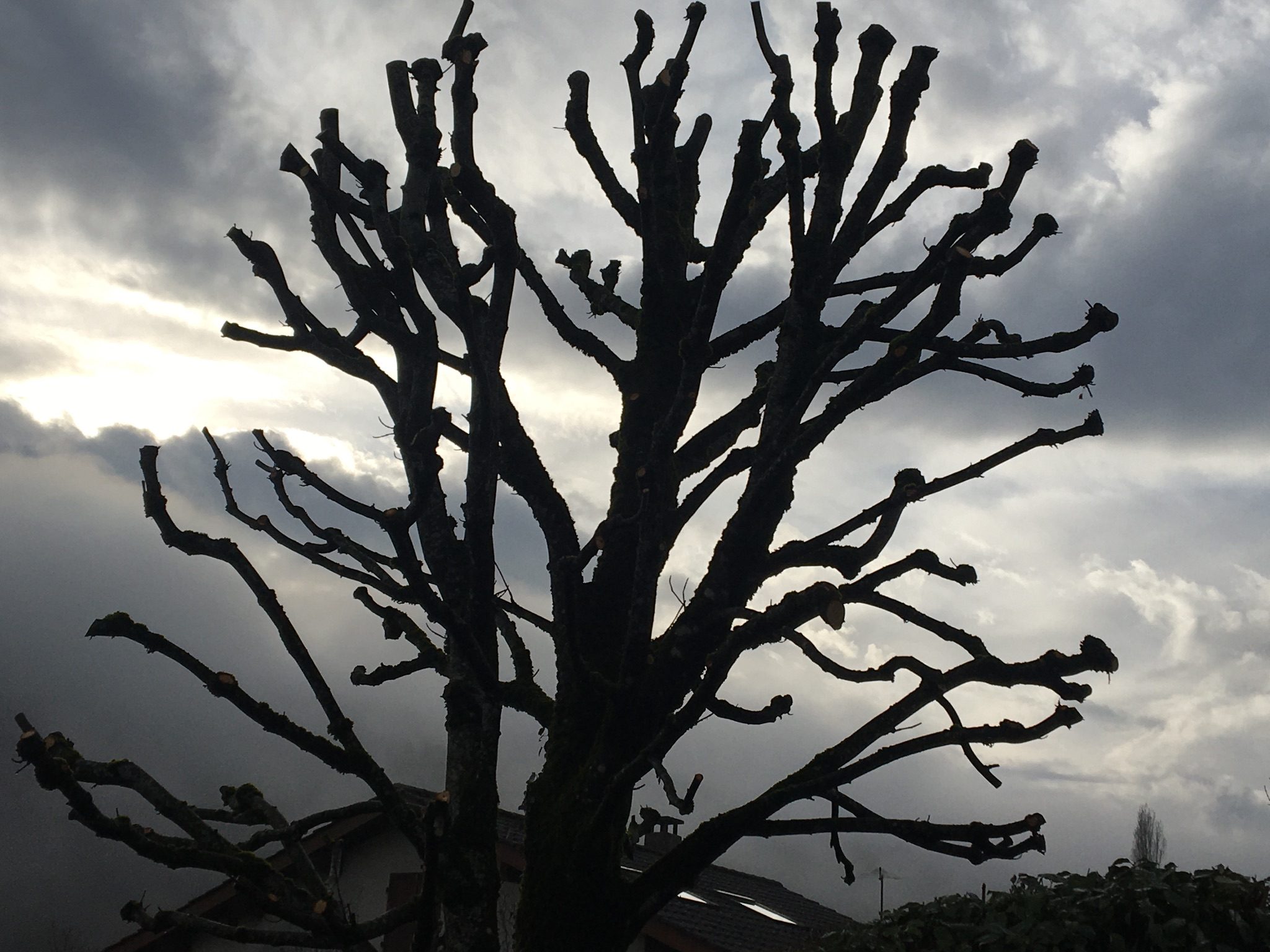 Contrasted picture featuring Athena thick, leafless branches of a tree