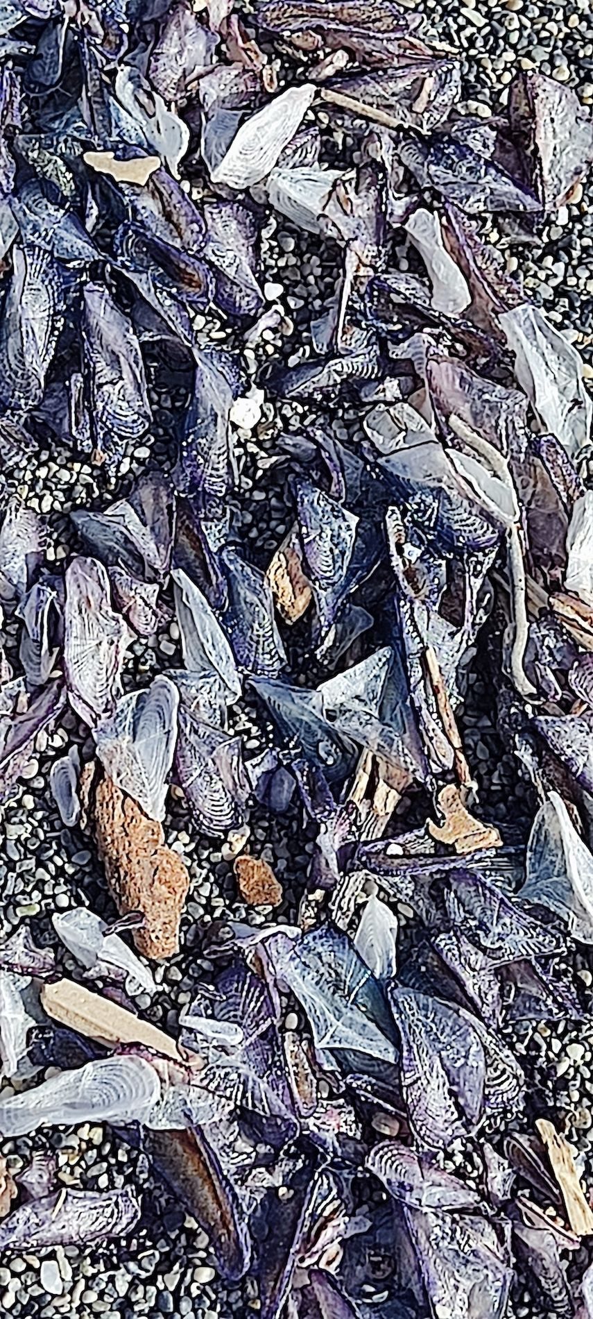 The photo of velellas (sea rafts) thrown ashore.