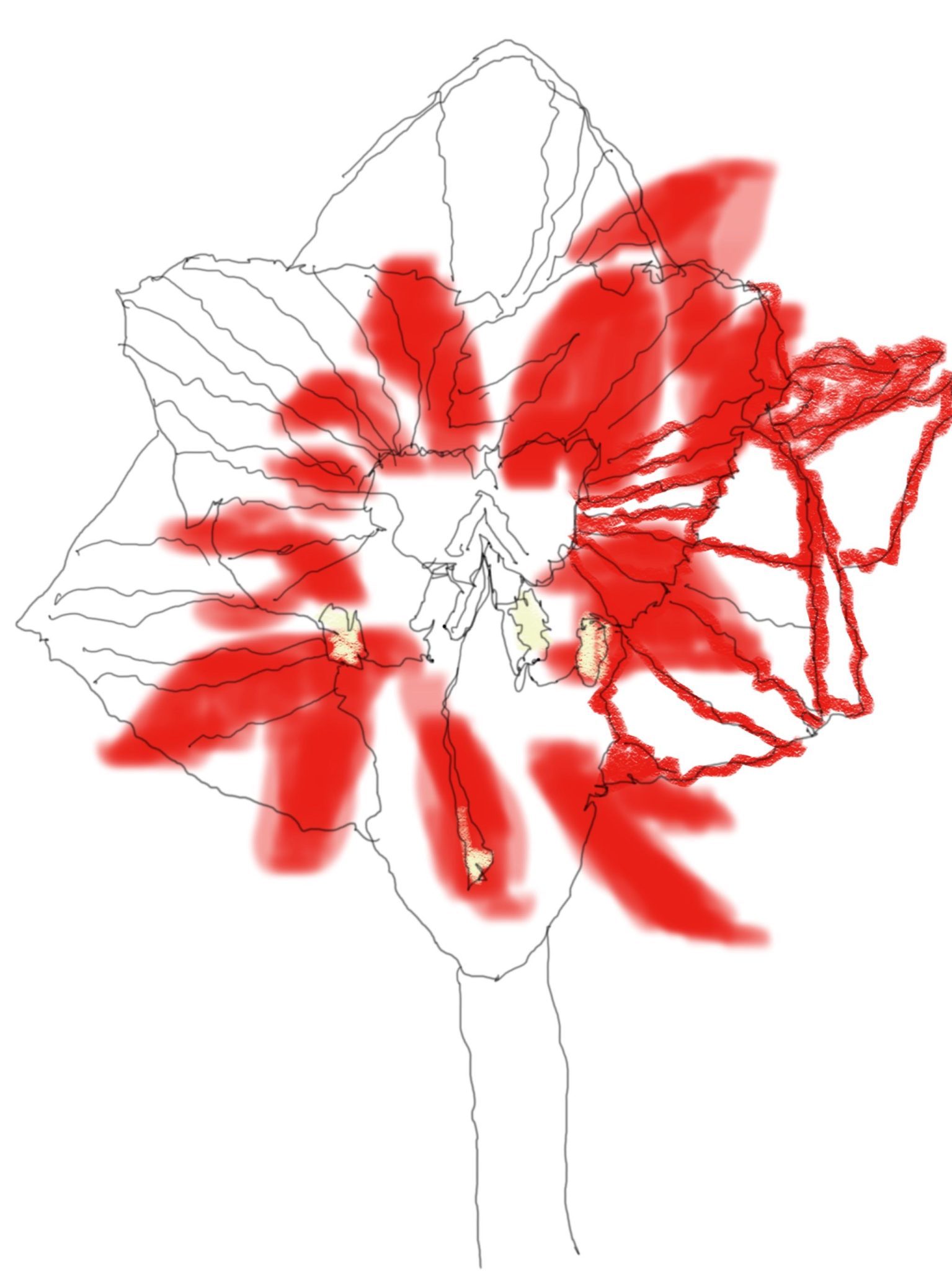 I-pad drawing in black and white ink, red and pale yellow highlights
