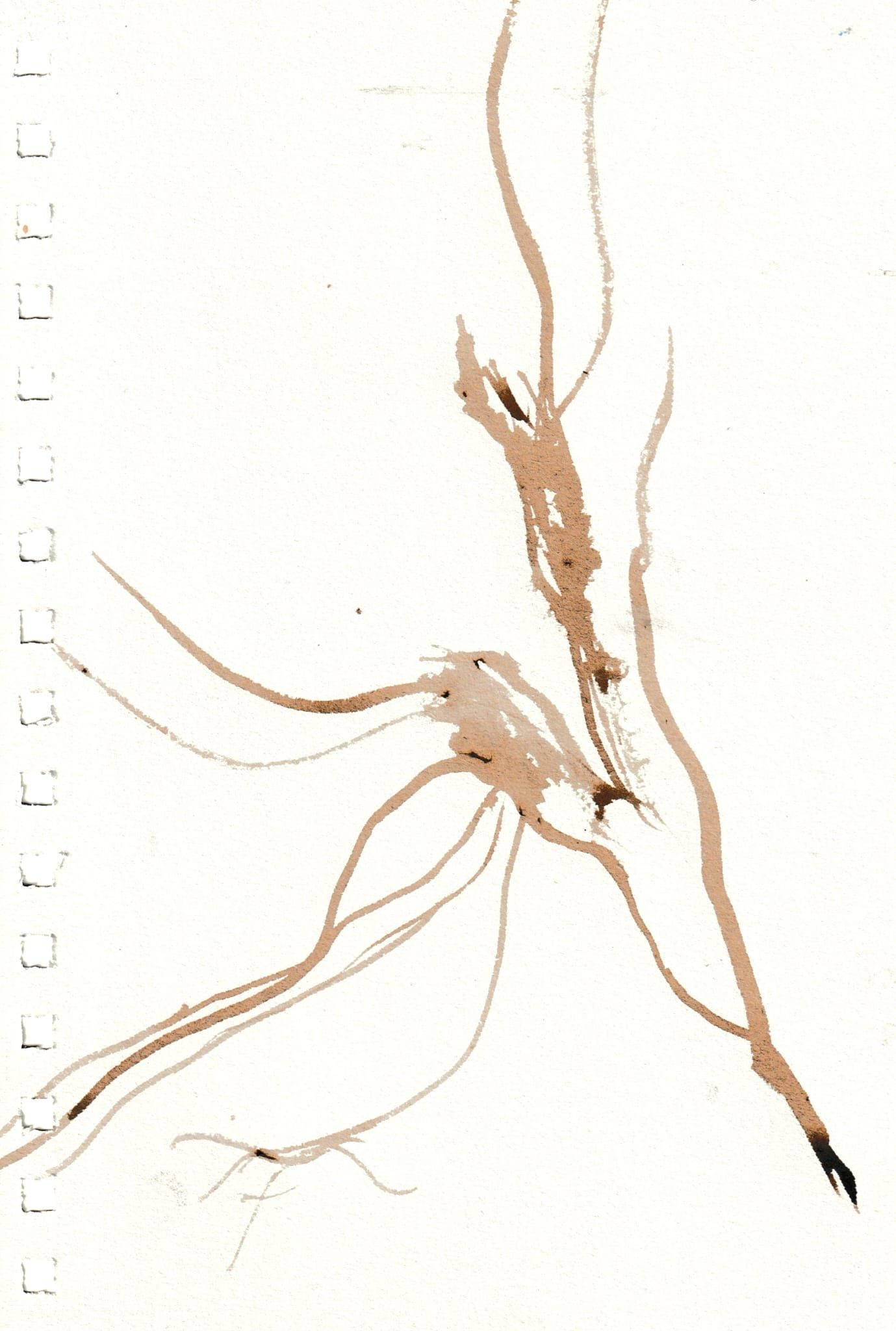 Oak gall ink study of some branch movement, brown lines curving away from each other in various directions.