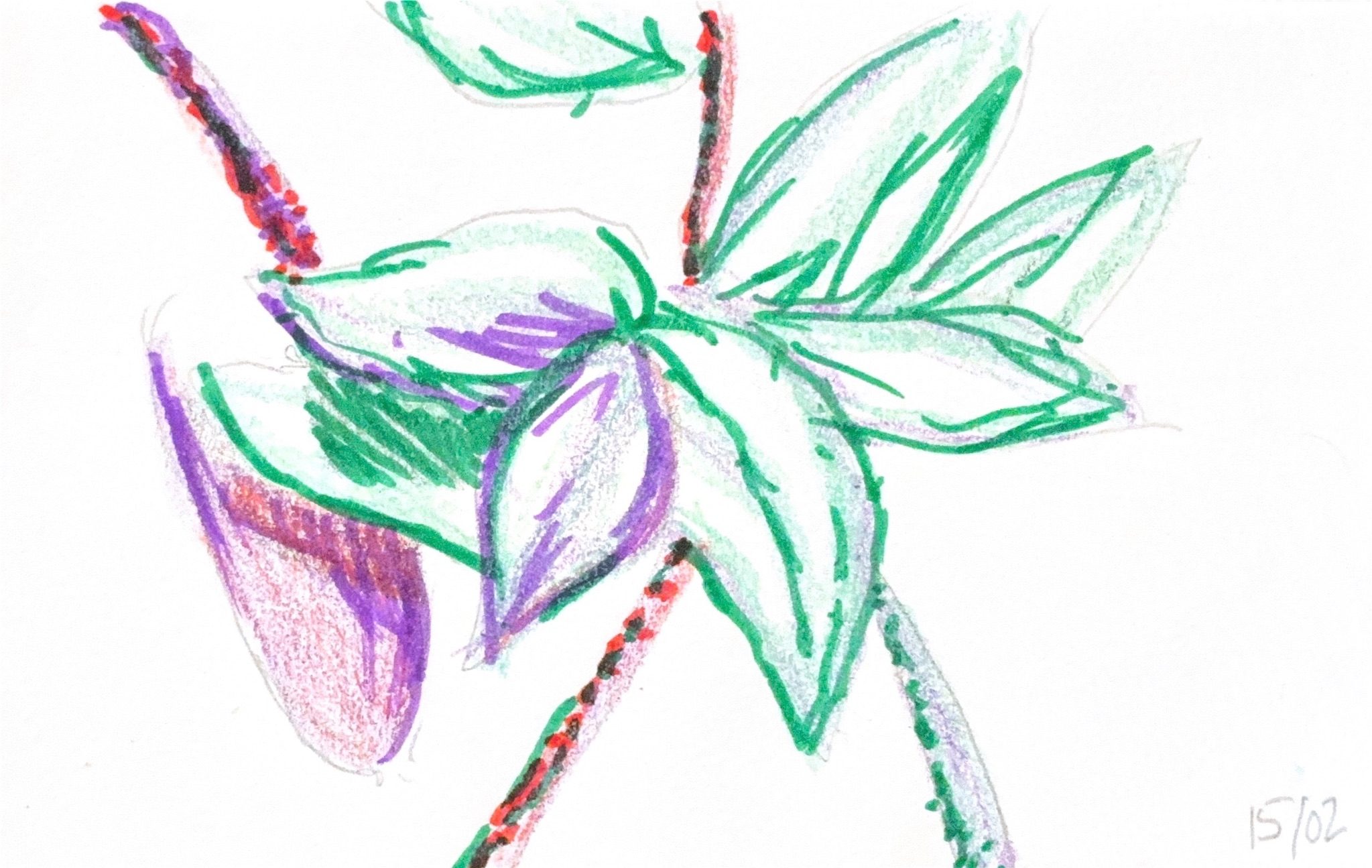 Tradescantia zebrina plant sketch drawn with wax crayon and felt tip pen in green, purple and red