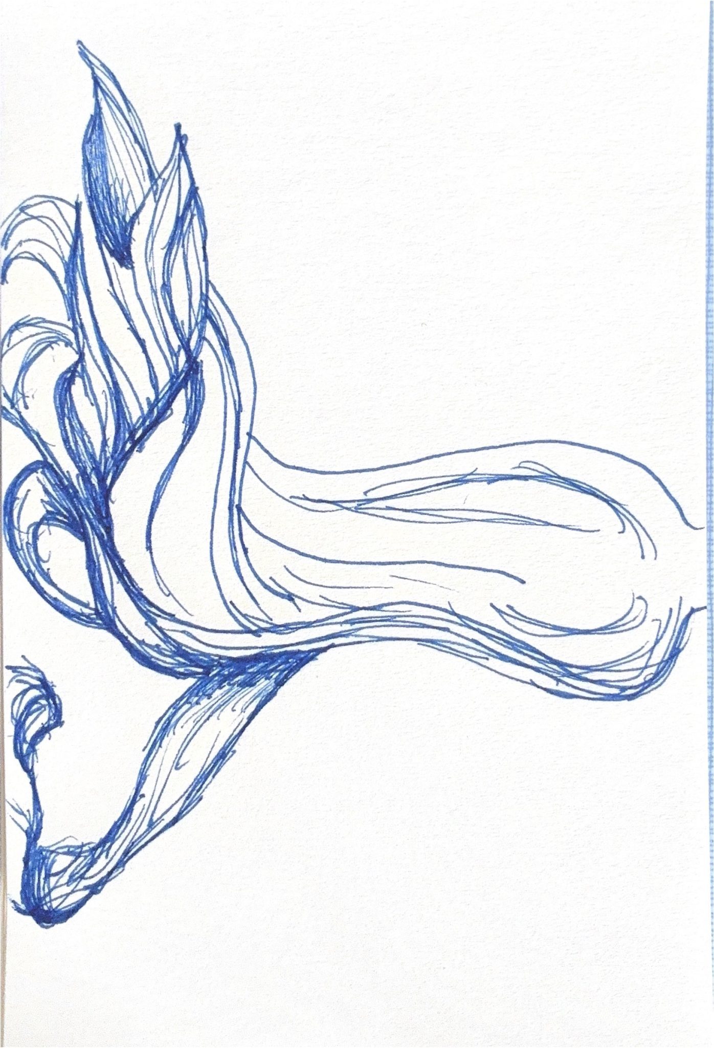 Blue pen line drawing of a dried hyacinth flower