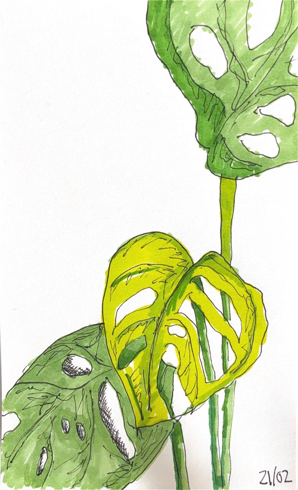 Monstera leaves drawn with black pen and filled with shades of green ink