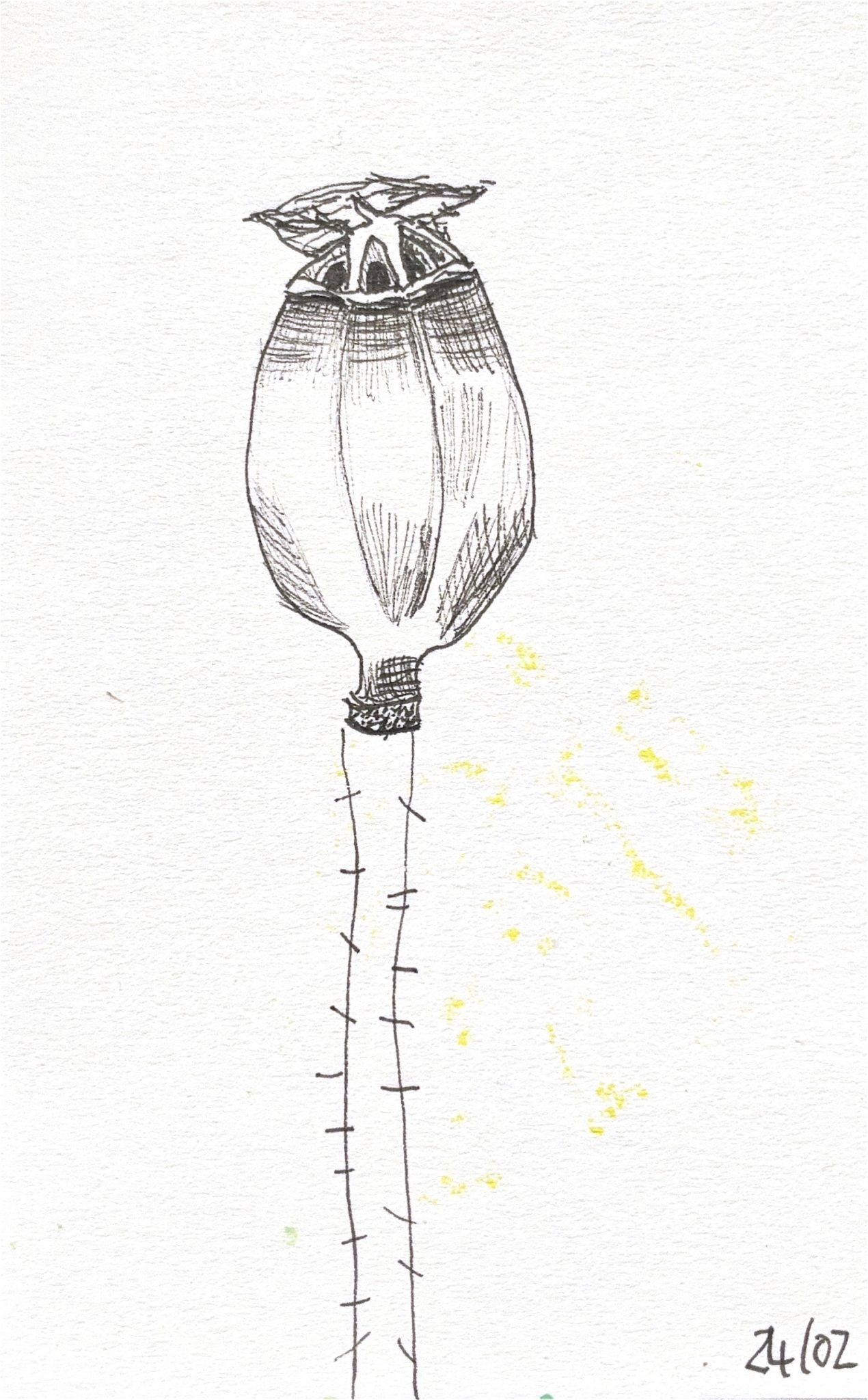Black pen line drawing of a poppy seed head