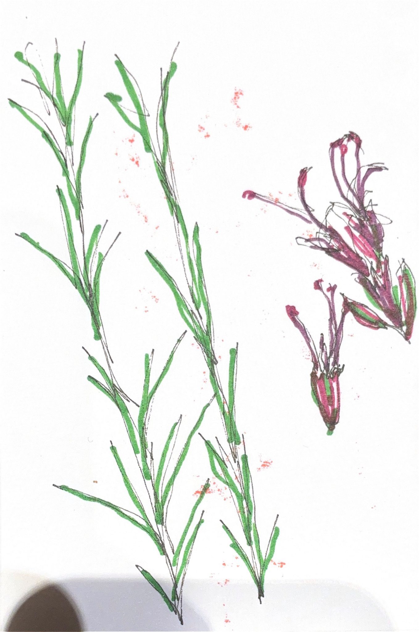 Pen and ink drawing of rosemary leaves and flowers using black, green, purple and pink
