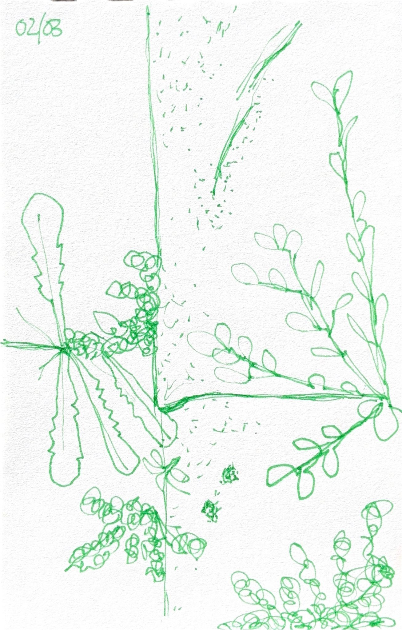 Green pen line drawing of plants growing through the gaps between patio tiles