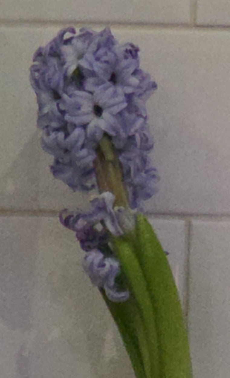 A purple hyacinth grown from a single bulb.