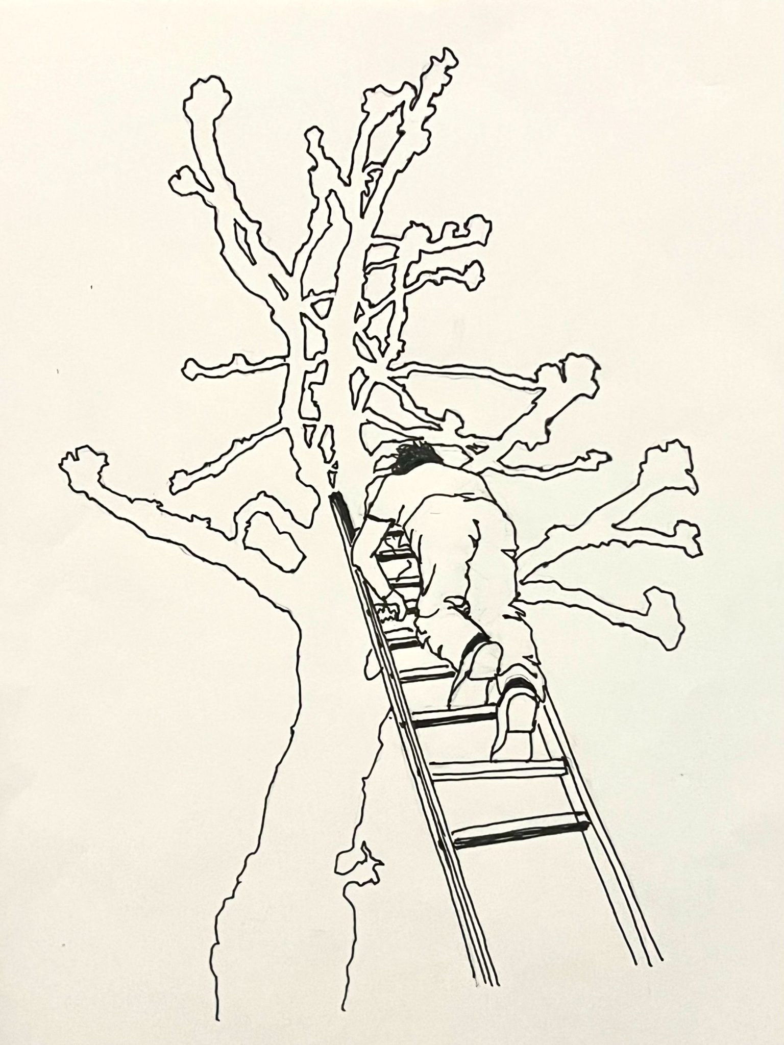 Pen line drawing of person on a ladder pruning a tree