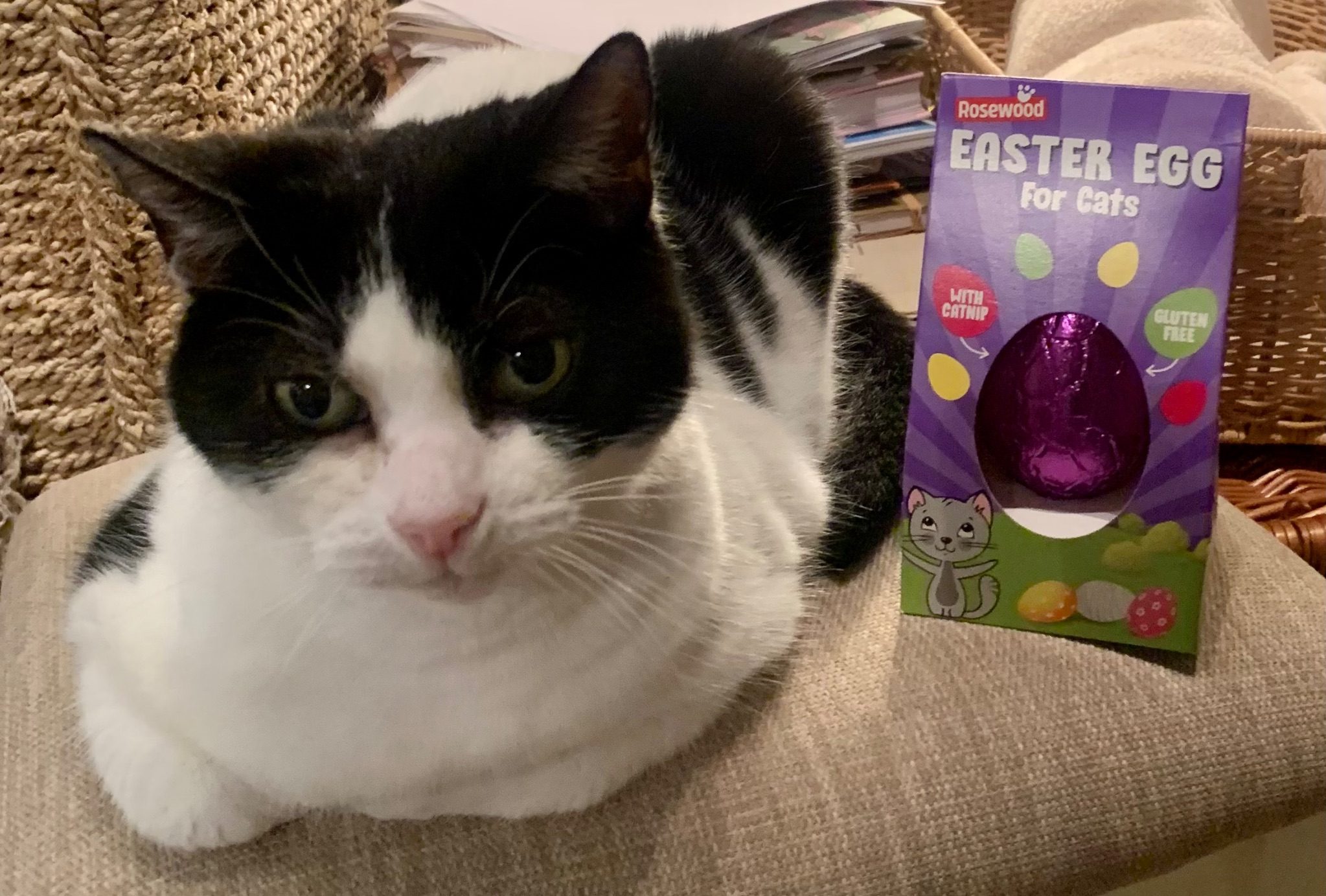 Photo of cat with pretty cat Easter egg