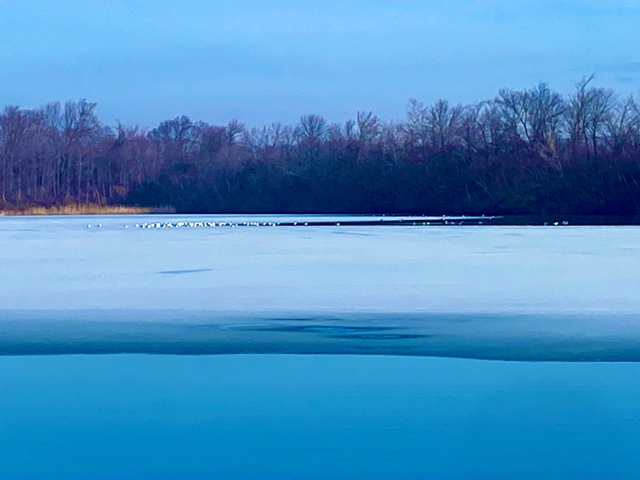 Photo of a body of water with some ice on the surface and gulls