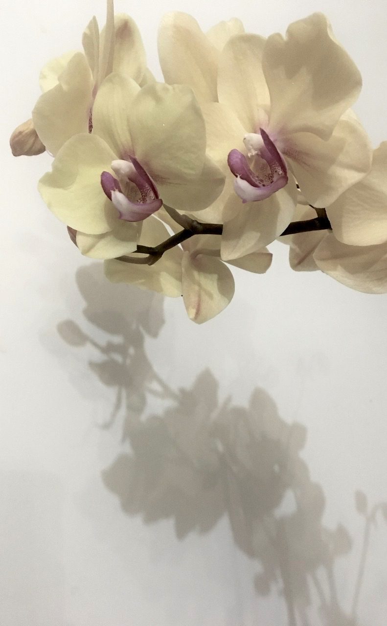 Yellow orchid and it’s shadow ilage