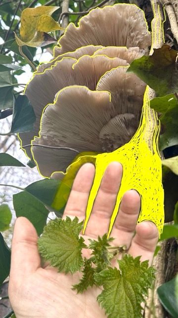 a photo of oyster mushrooms growing off a tree surrounded by ivy this has been over laid with a photo of a stinging nettle in the palm of my hand. then areas around the hand have been coloured in bright yellow