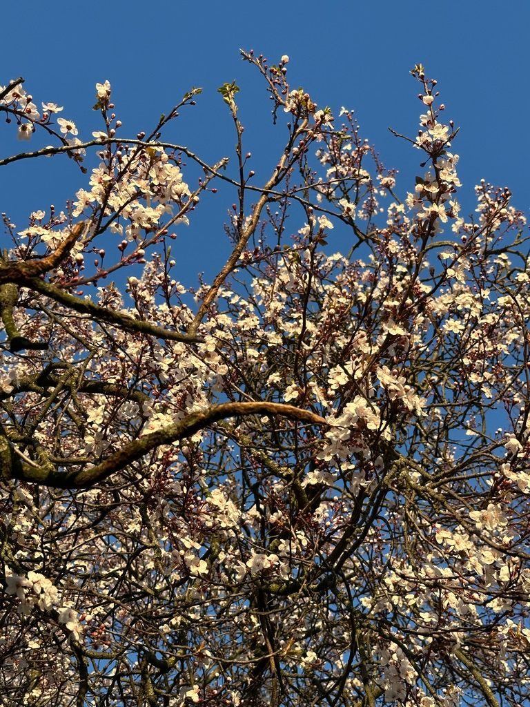 A photo of blossom against a deep blue sky