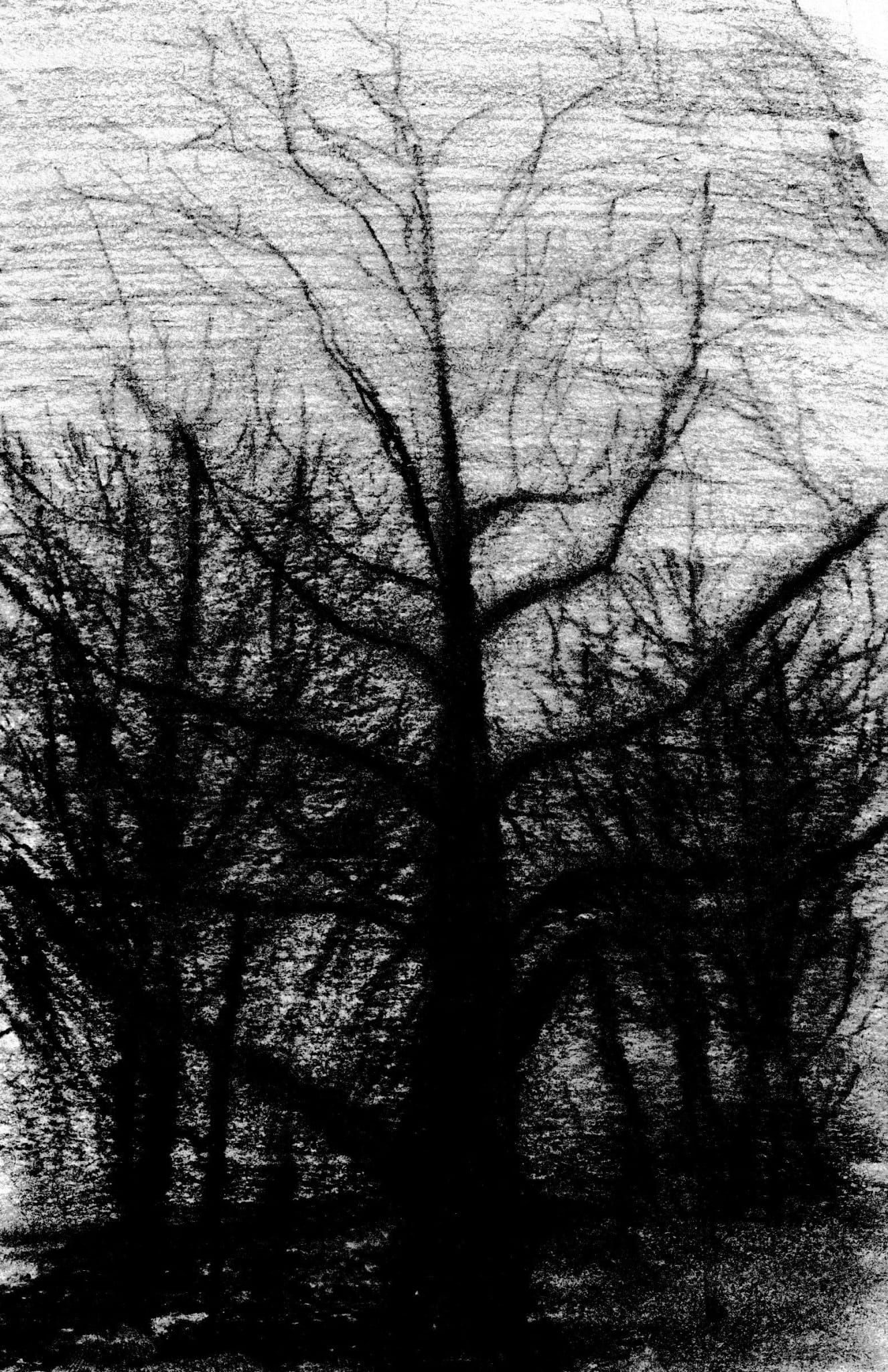 Charcoal drawing of trees, one tall and a bit more clear in the centre and a few blurry in the background.