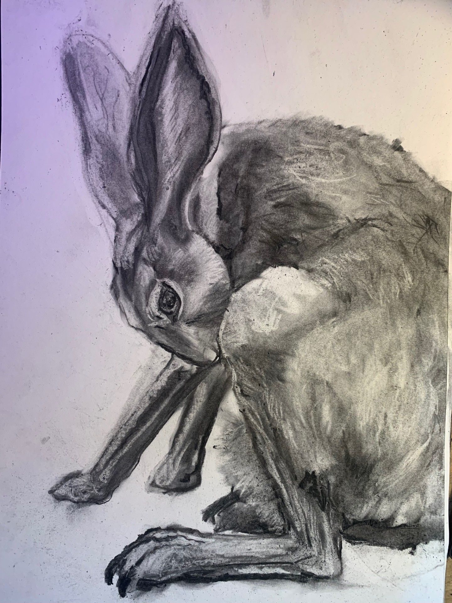 A charcoal drawing of a Levret