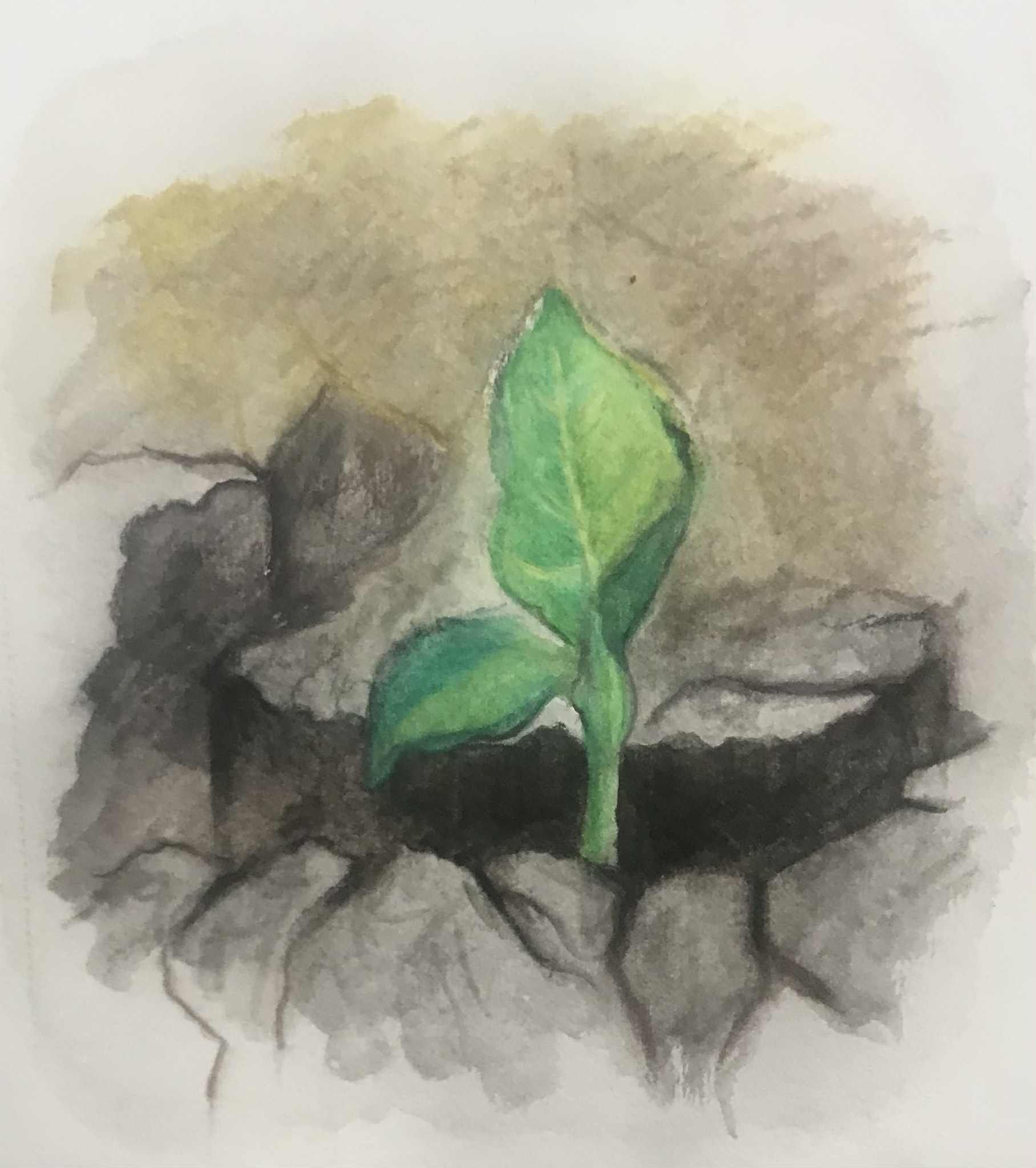 Watercolour painting of a seedling