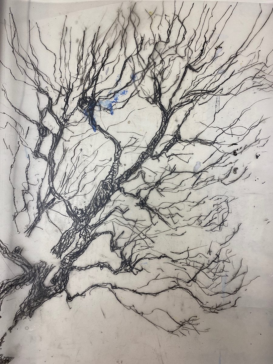 soft pencil drawing branches of street tree