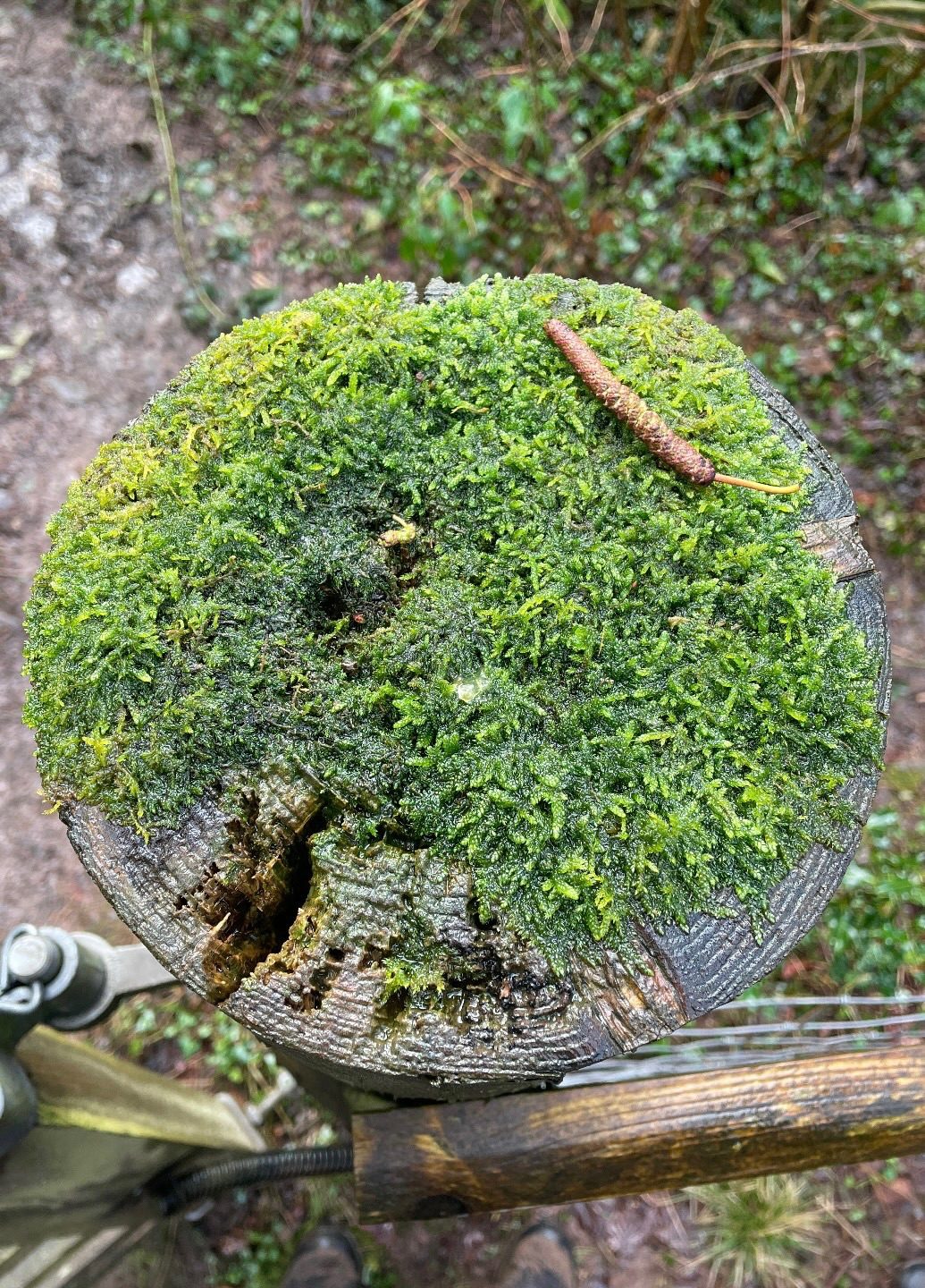 A mossy stump