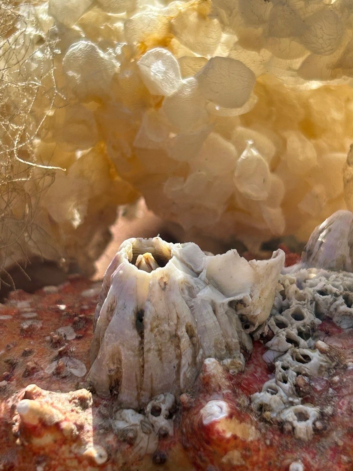 Close up of a barnicle on the back of a crab shell with white eggcases in the background