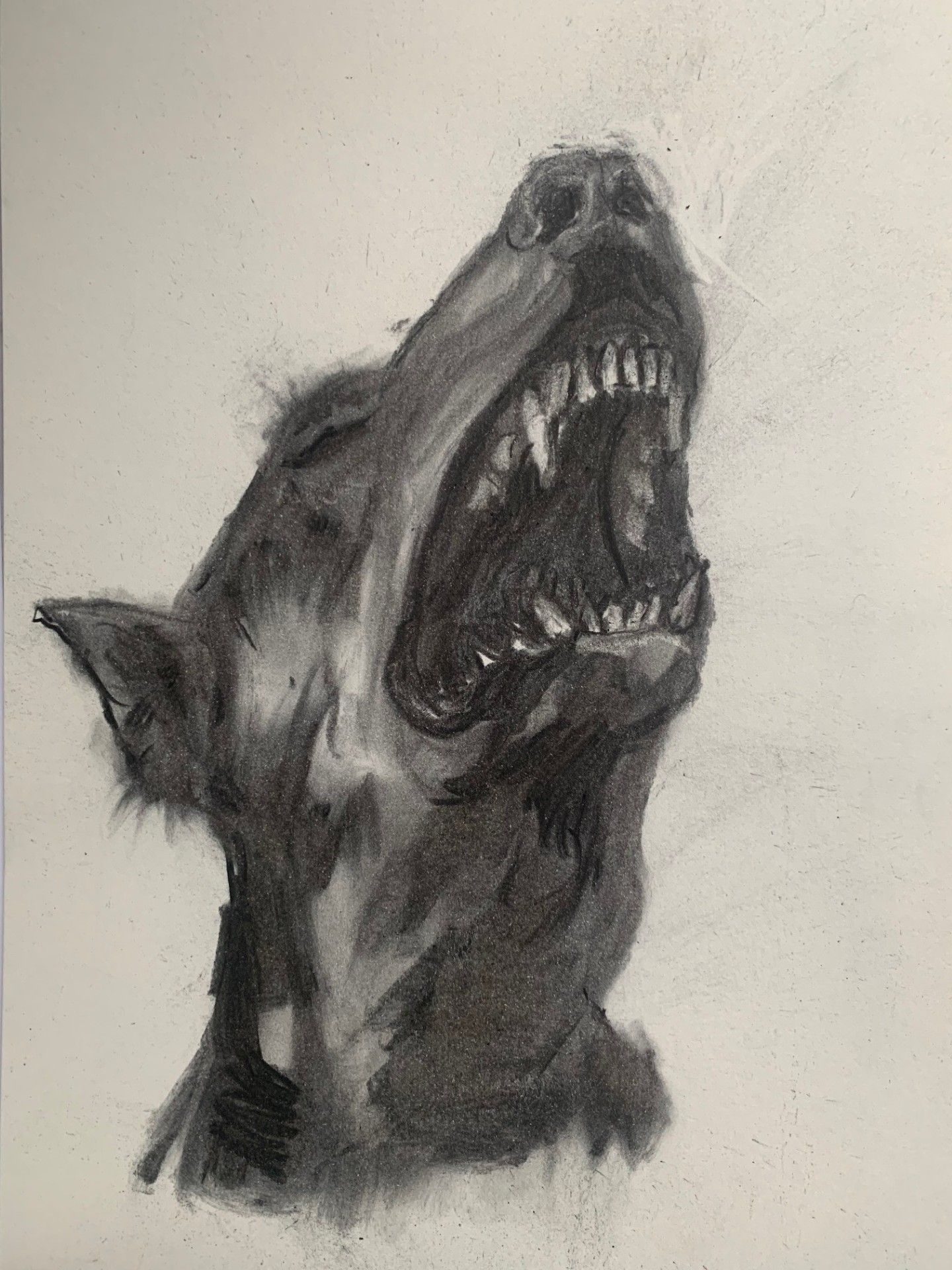 Charcoal drawing of a doberman's head snarling and barking