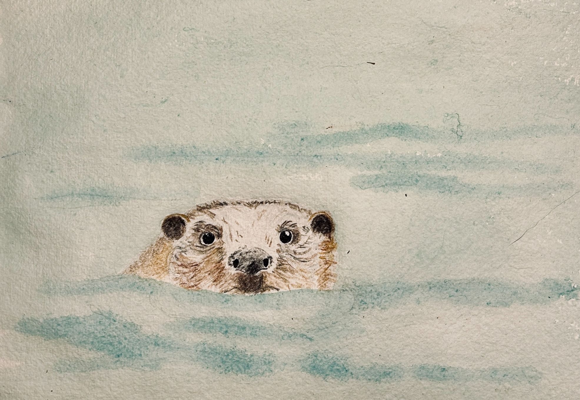 Drawing of an otter in black and brown pencil crayon with a green-tint watery background