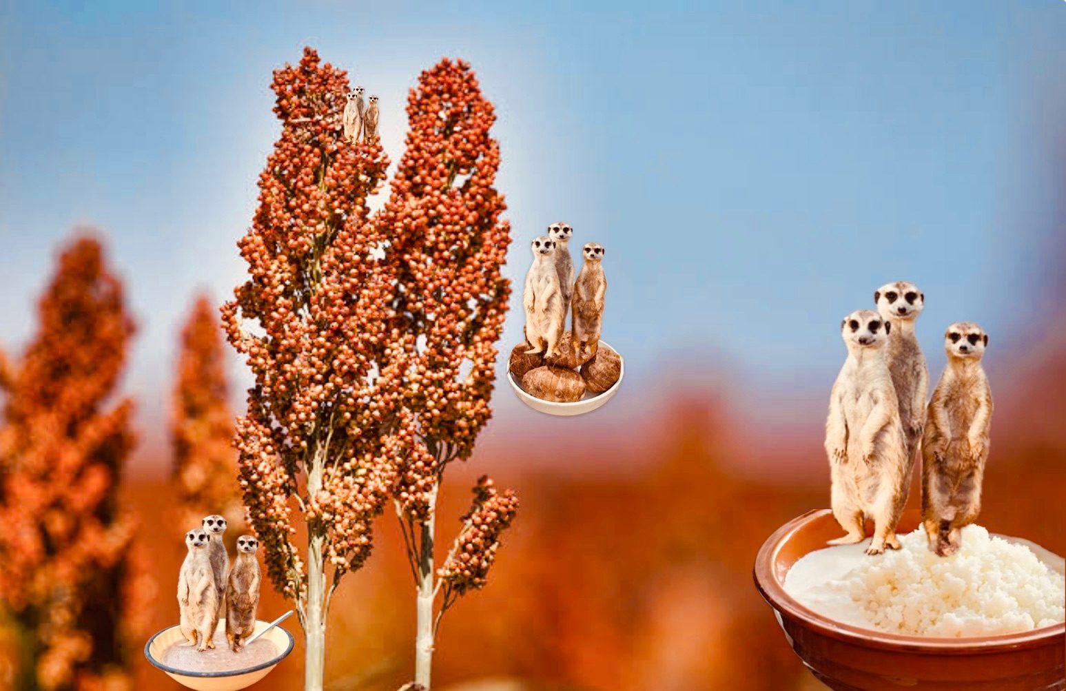 Image of meerkats in a field of sorghum. Different groups of meerkats on bowls of food.