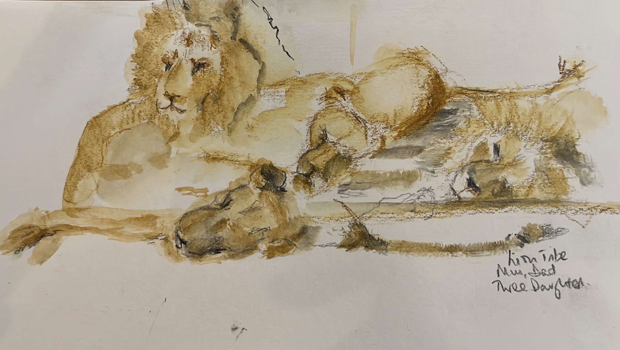 Sketch of male lion and three females.