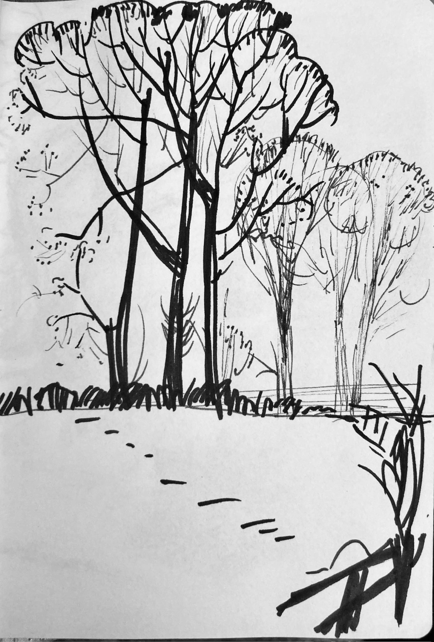 Pen line drawing on paper of trees and a field