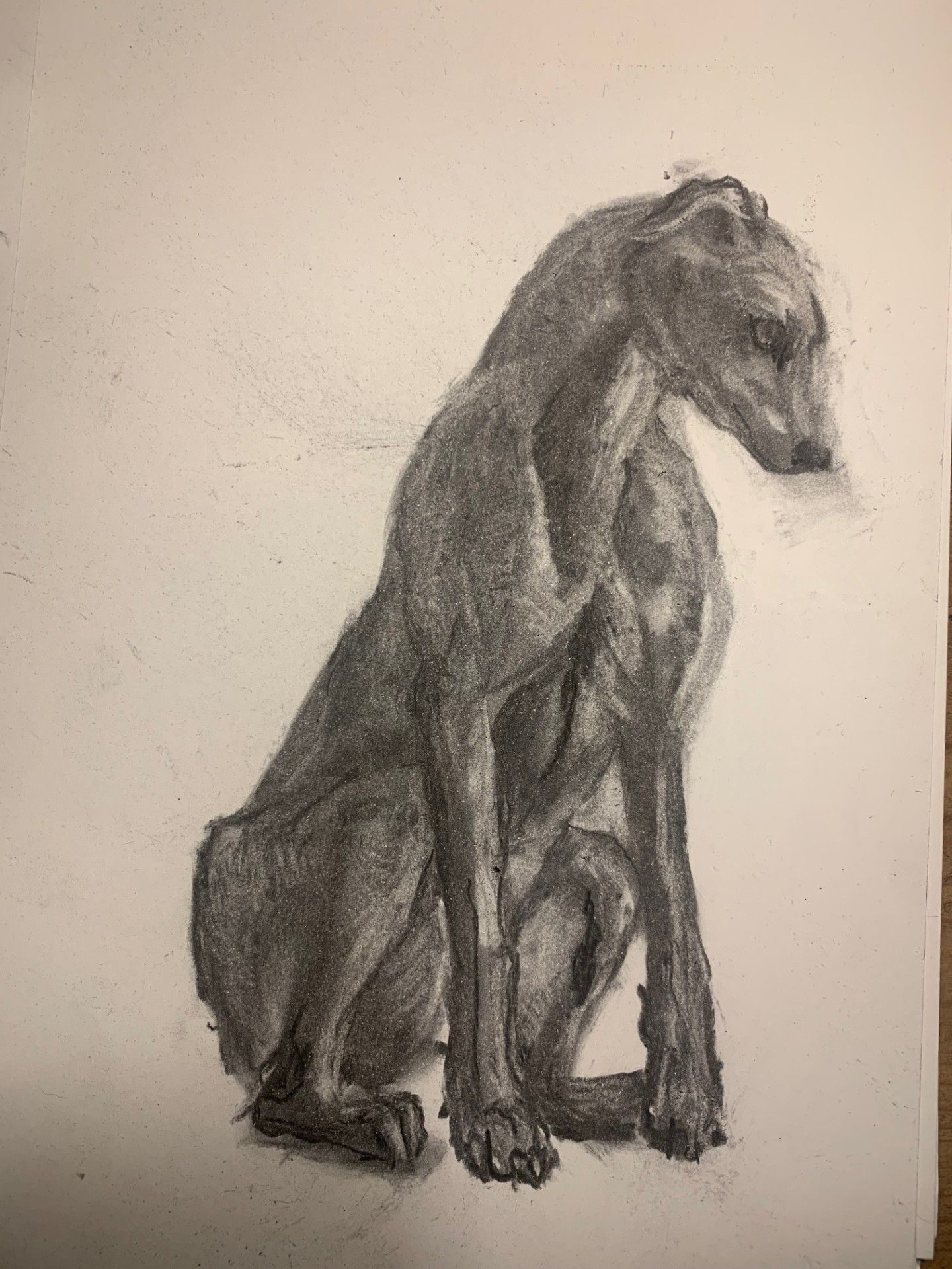A charcoal drawing of a muscular dog sitting