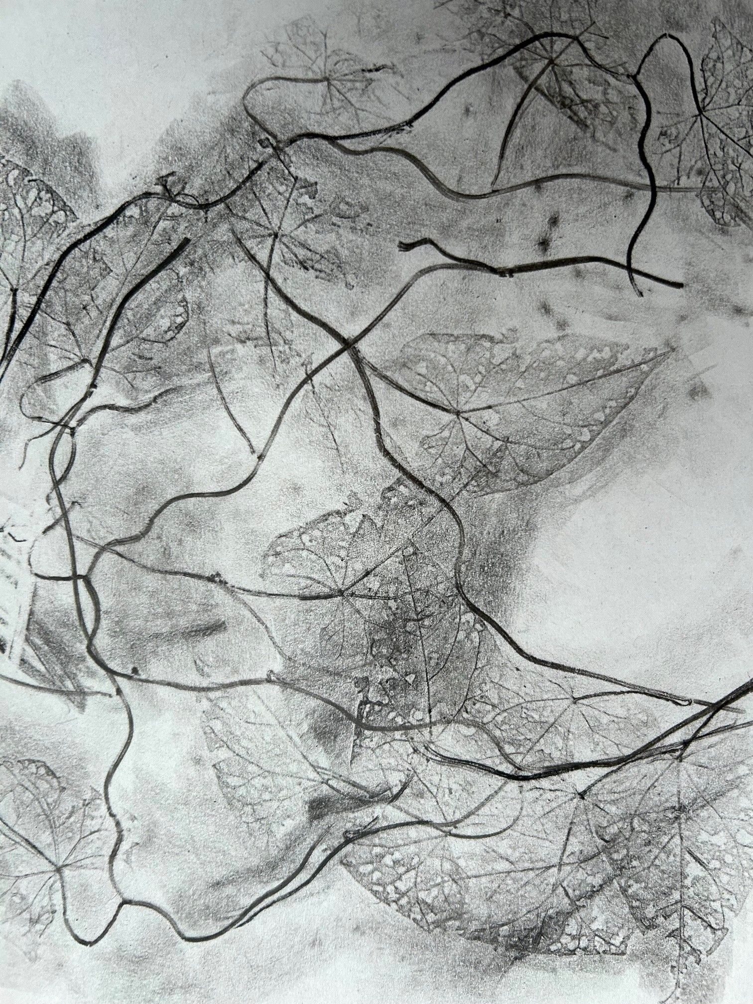 Rubbing of a bindweed plant repeated and overlapping in black